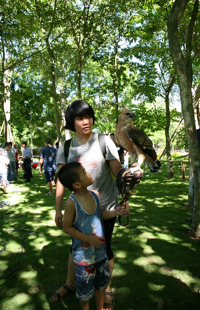 FALCONRY 9