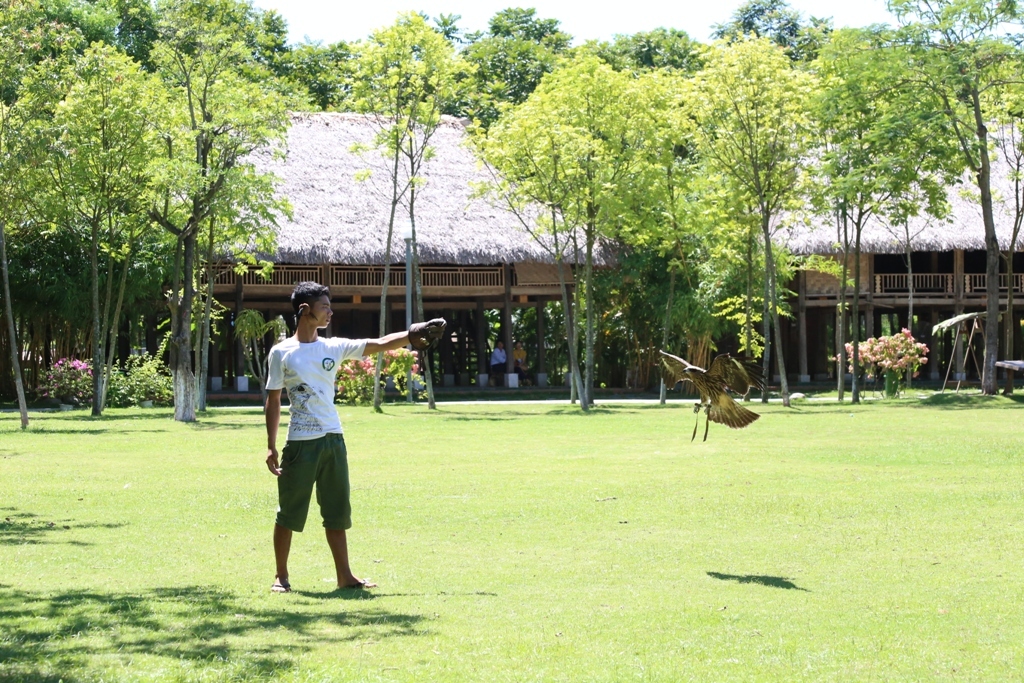 FALCONRY 7