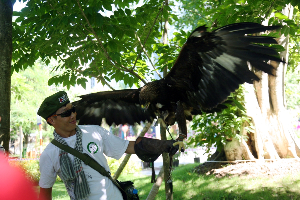 FALCONRY 2