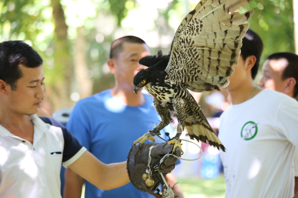 FALCONRY 8