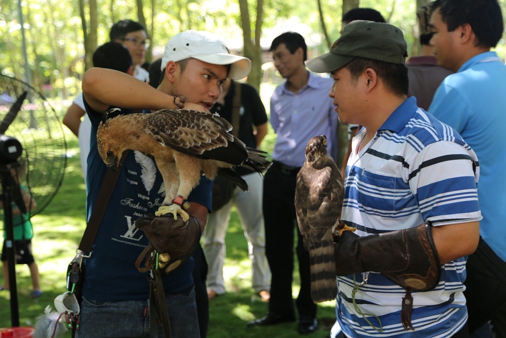 FALCONRY 4