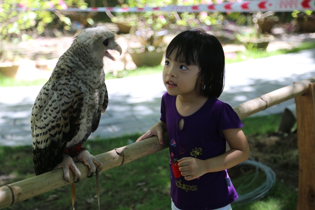 FALCONRY 10