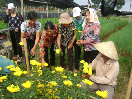 nong dan trong hoa2