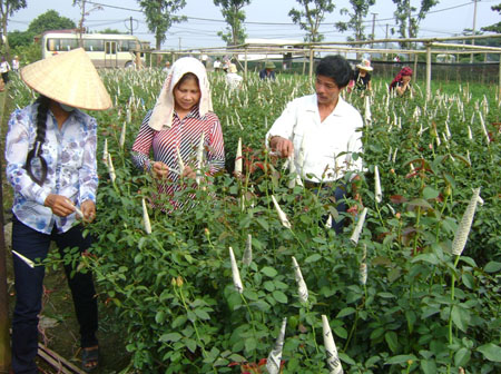 nong dan trong hoa 3