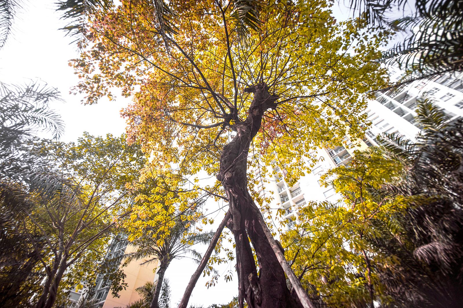 Ecopark mùa lá đỏ.